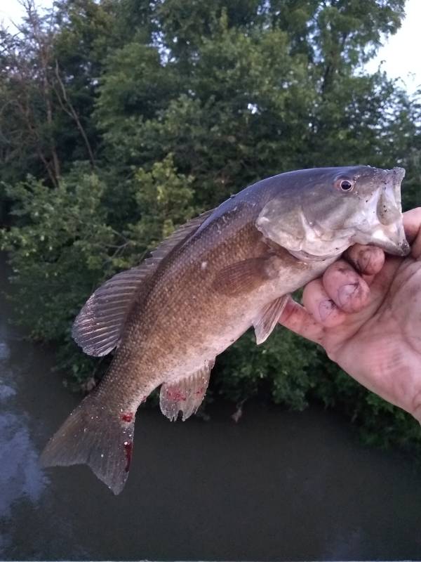 Smallmouth bass in Wheaton