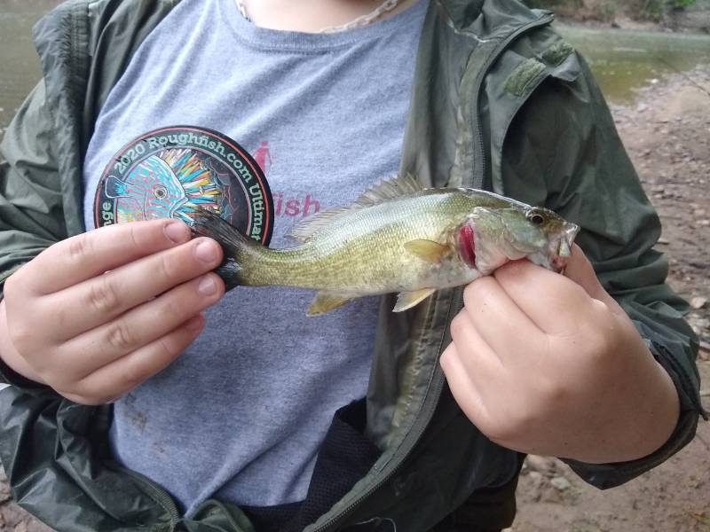 Smallmouth bass in Grundy County