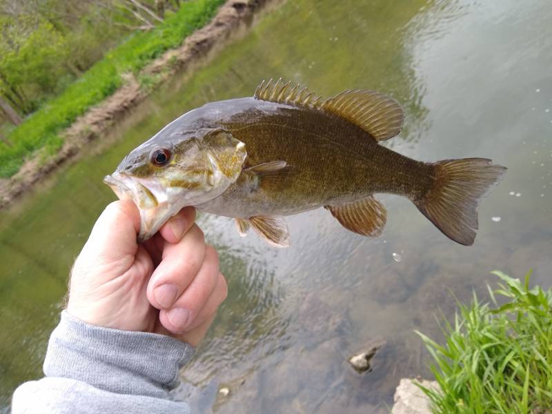 Smallmouth bass in Wheaton