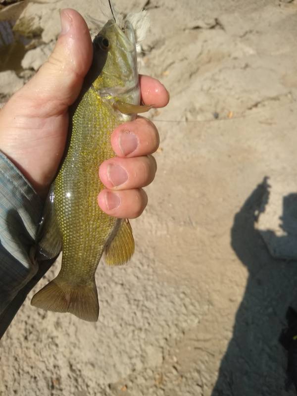 Smallmouth bass in Illinois
