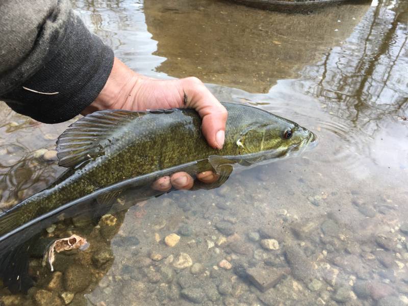 Smallmouth bass in West Branch