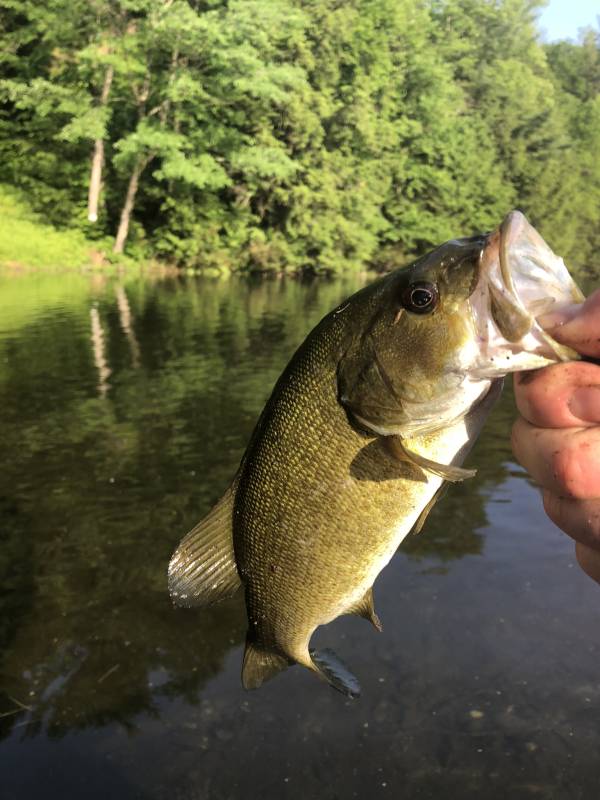 Smallmouth bass in Milton