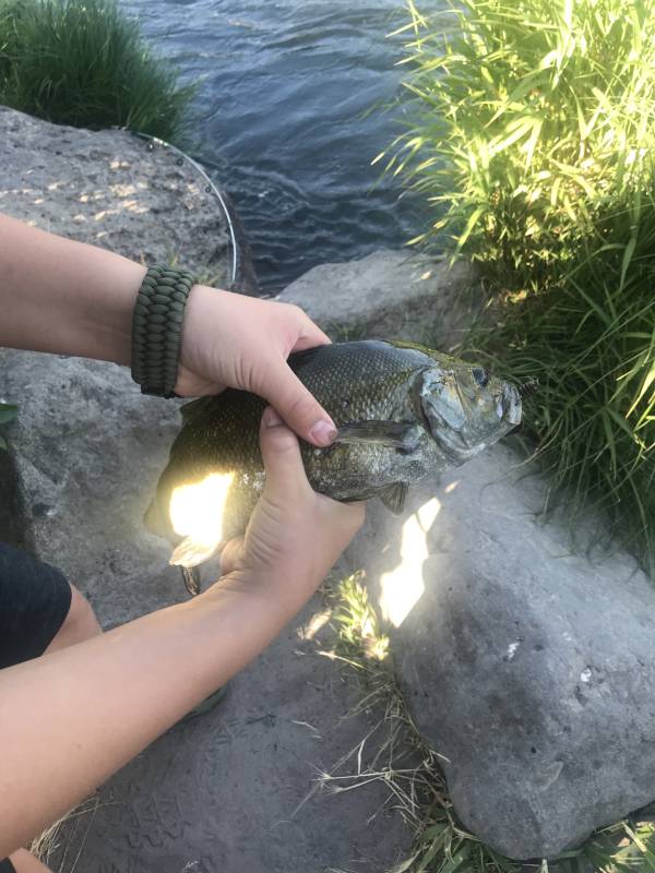 Smallmouth bass in The Dalles