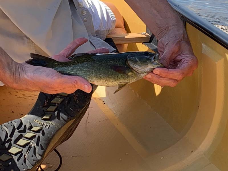 Smallmouth bass in Maine