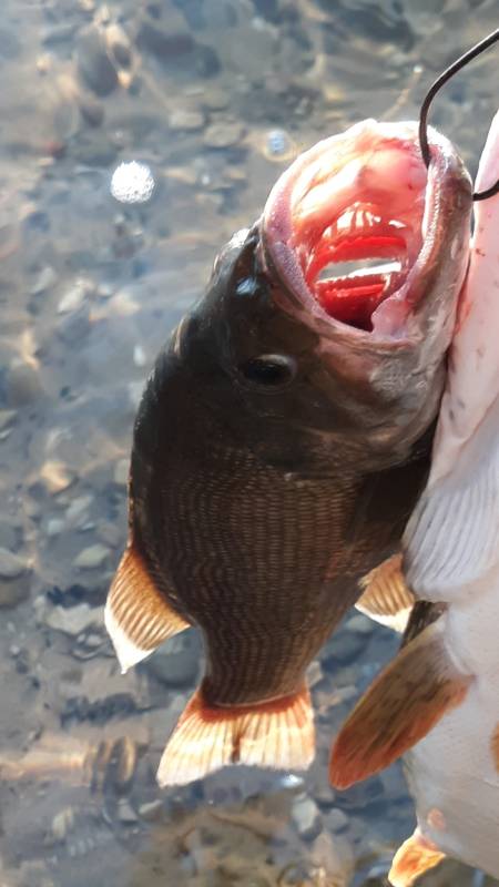 Smallmouth bass in Lake Charlevoix