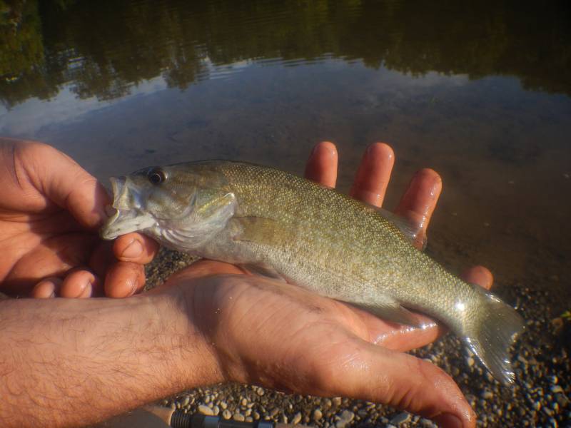 Smallmouth bass in Buckeye Lake
