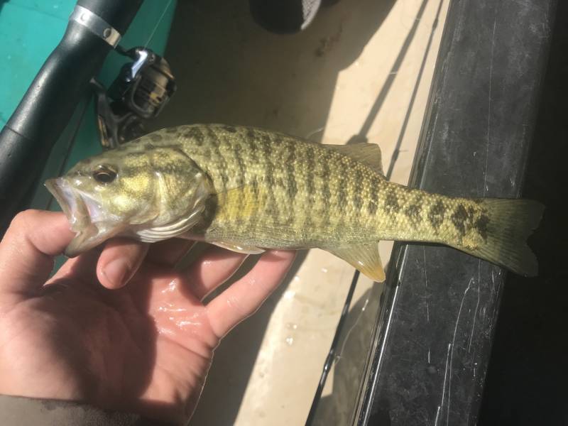 Smallmouth bass in Ingram