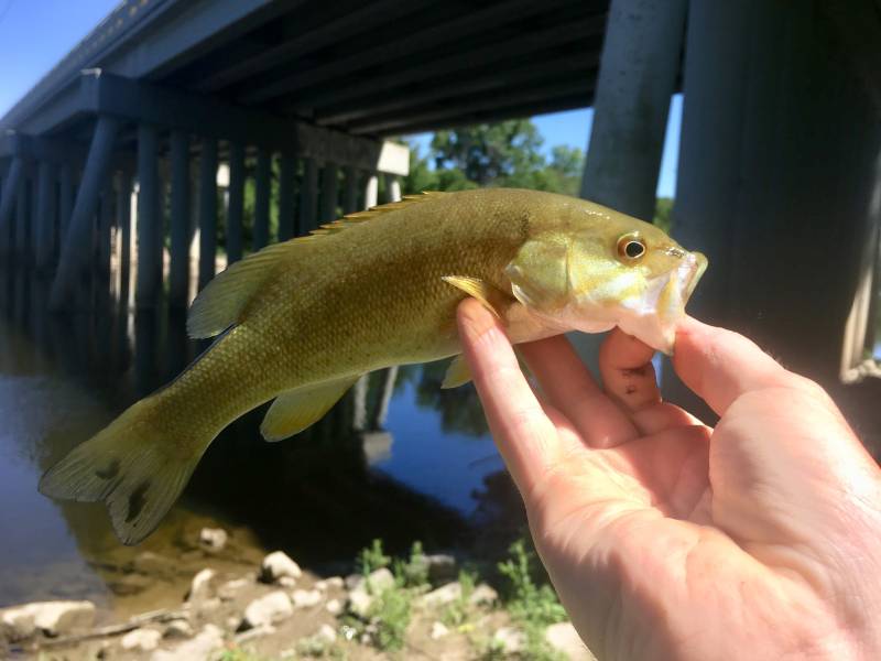 Smallmouth bass in Pinconning