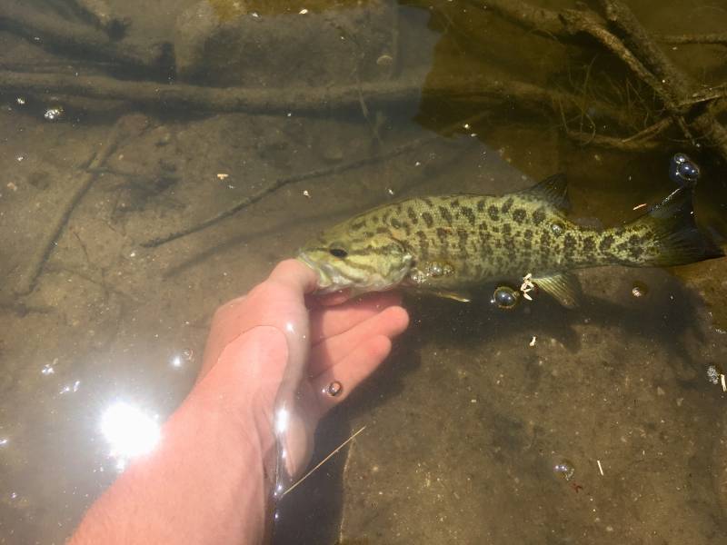 Smallmouth bass in Beaverton