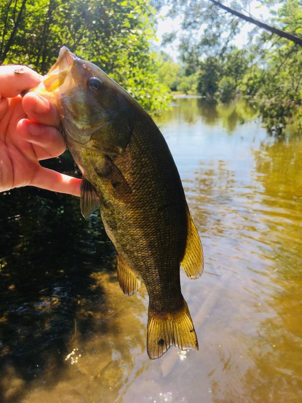 Smallmouth bass in Beaverton