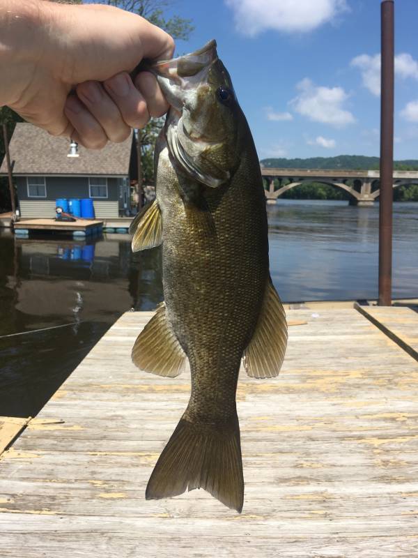 Smallmouth bass in Winona County