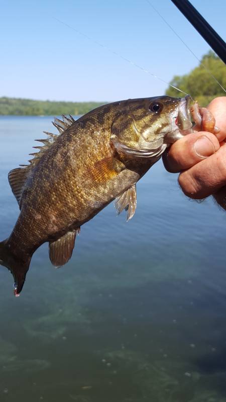 Smallmouth bass in Shagawa Lake