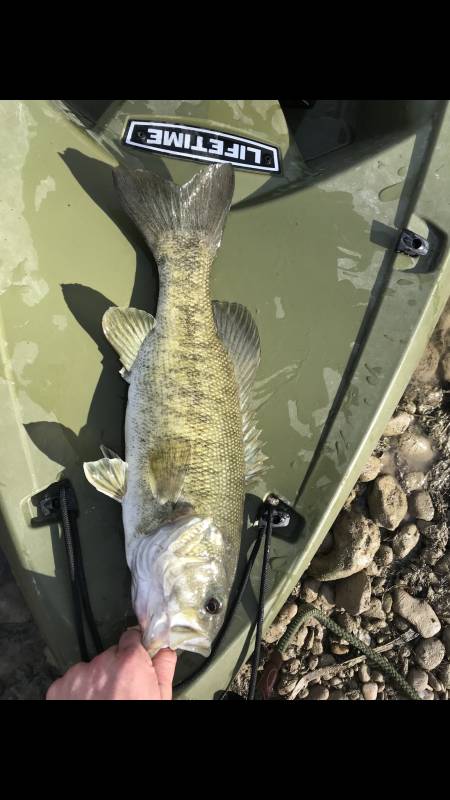 Smallmouth bass in New Braunfels