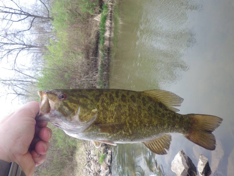 Smallmouth bass in Wheaton