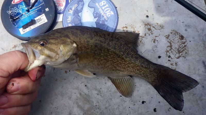 Smallmouth bass in Grant County