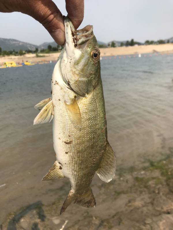 Smallmouth bass in Jordanelle Reservoir