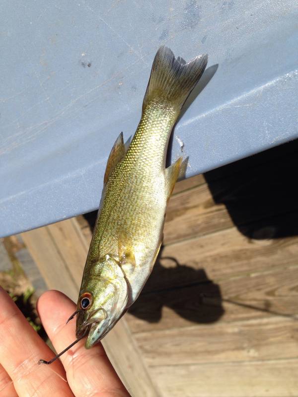 Smallmouth bass in New Hampshire