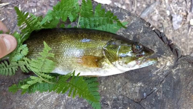 Smallmouth bass in Milton