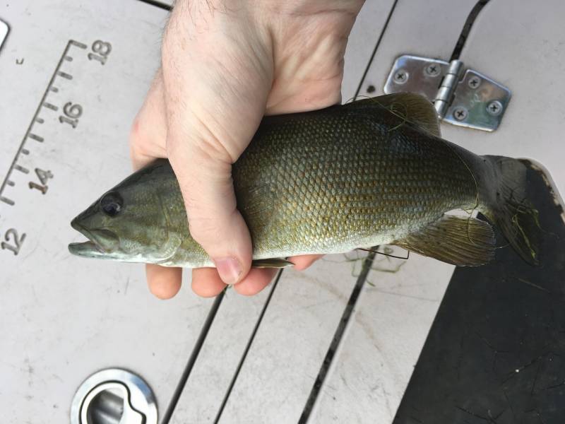 Smallmouth bass in Village of Fort Ann