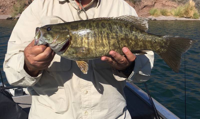 Smallmouth bass in Bluewater