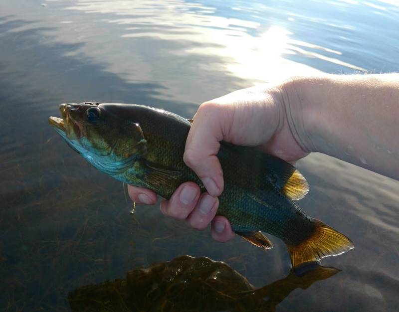 Smallmouth bass in Maine