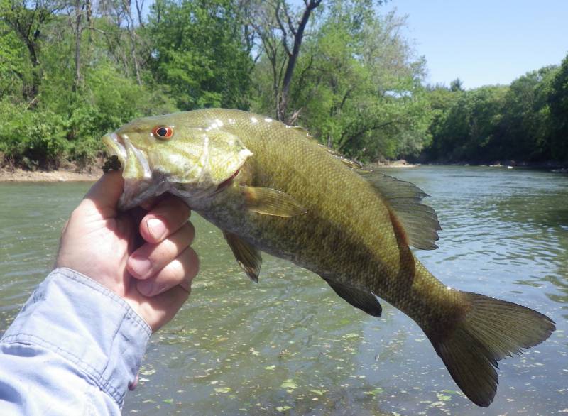 Smallmouth bass in LaSalle County