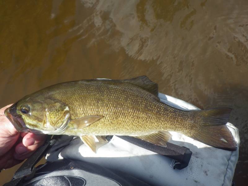 Smallmouth bass in Burnett County
