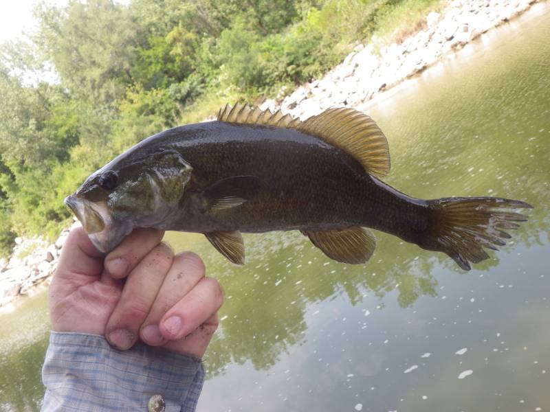Smallmouth bass in LaSalle County