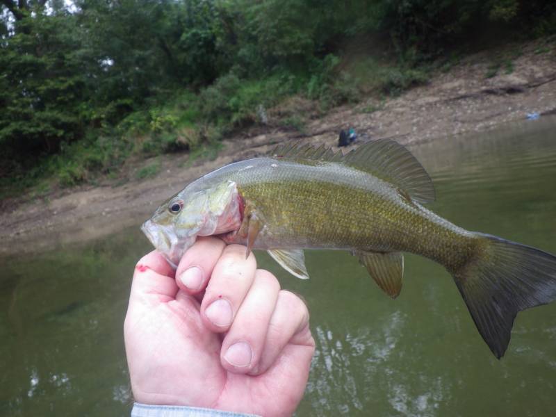 Smallmouth bass in LaSalle County