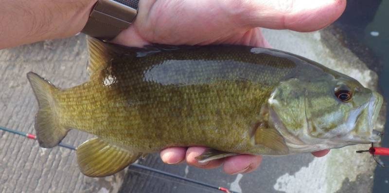 Smallmouth bass in LaSalle County