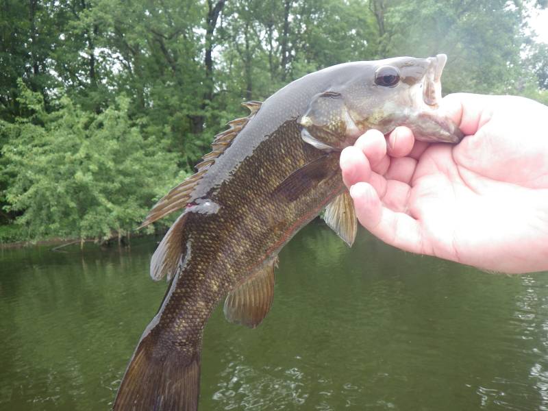 Smallmouth bass in Bridgman