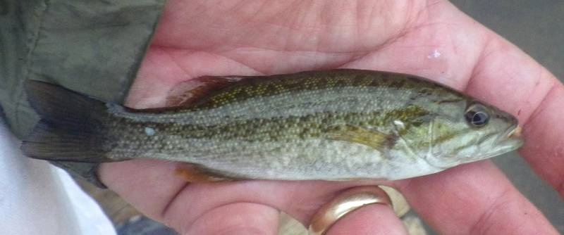 Smallmouth bass in Bridgman