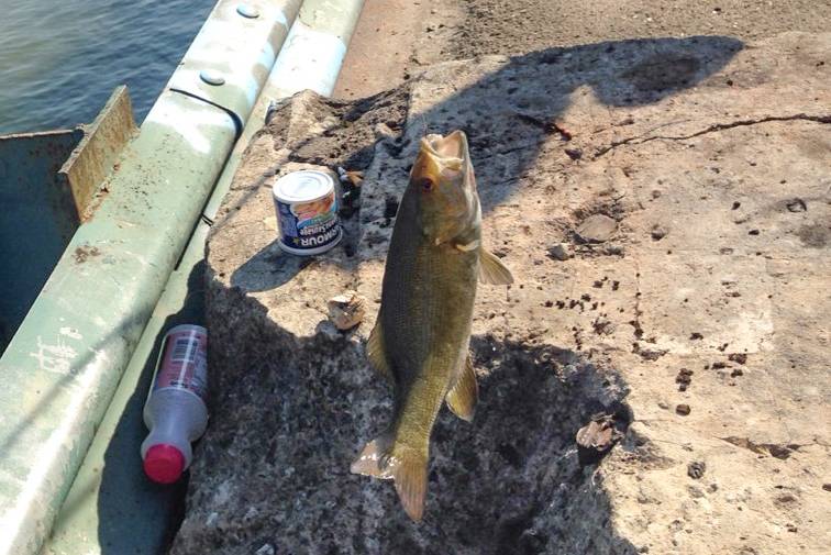 Smallmouth bass in Greensburg