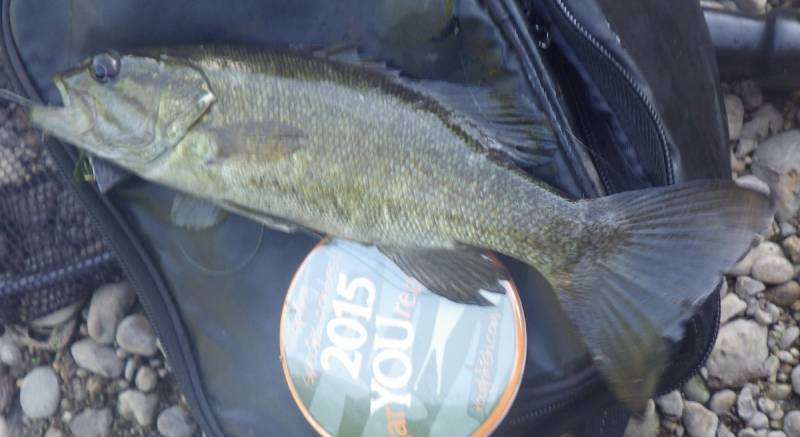Smallmouth bass in Naperville