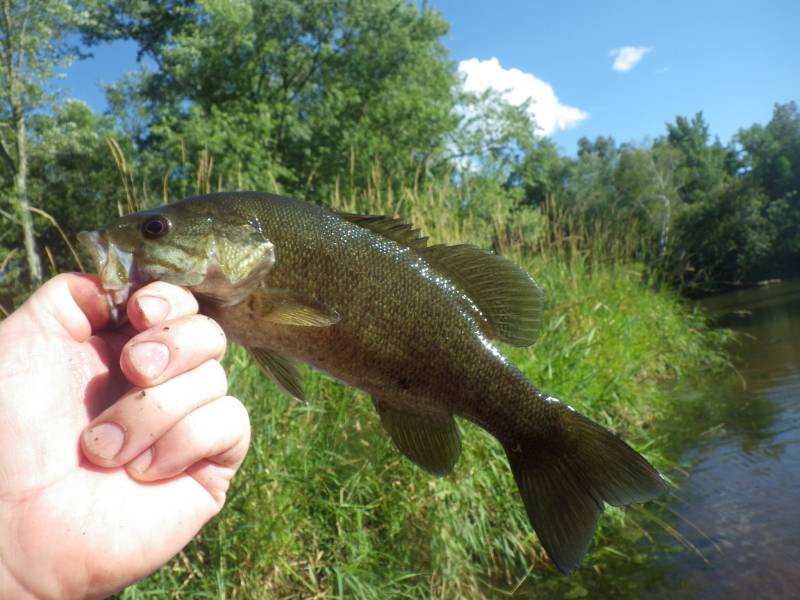 Smallmouth bass in Burnett County