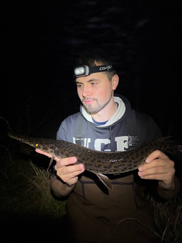 Florida gar in MetroWest