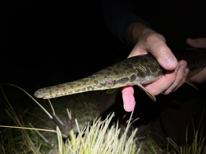 Florida gar in MetroWest