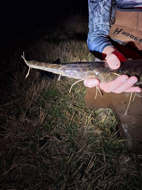 Florida gar in MetroWest