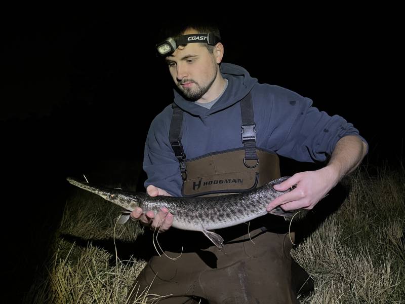 Florida gar in MetroWest