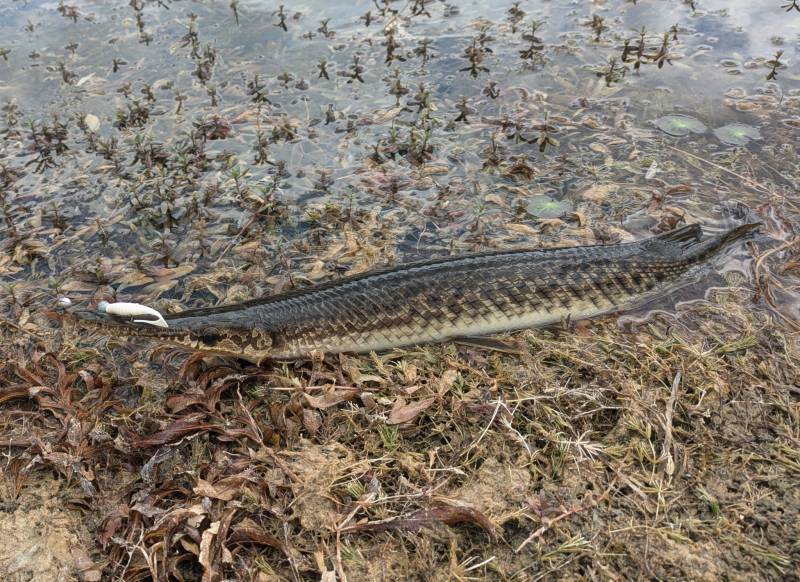 Florida gar in Jupiter Island