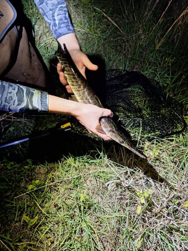 Florida gar in Altamonte Springs