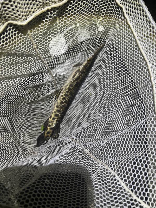 Florida gar in Miami-Dade County