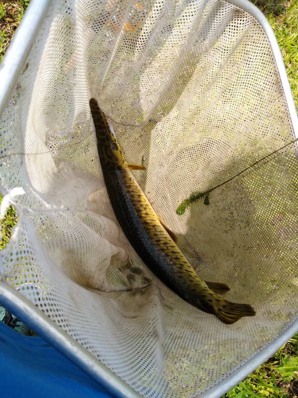 Florida gar in Everglades City