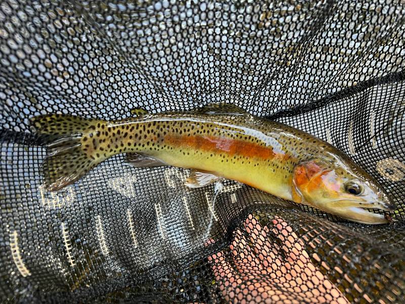 Golden trout in Porterville
