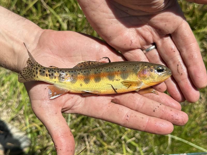 Golden trout in California