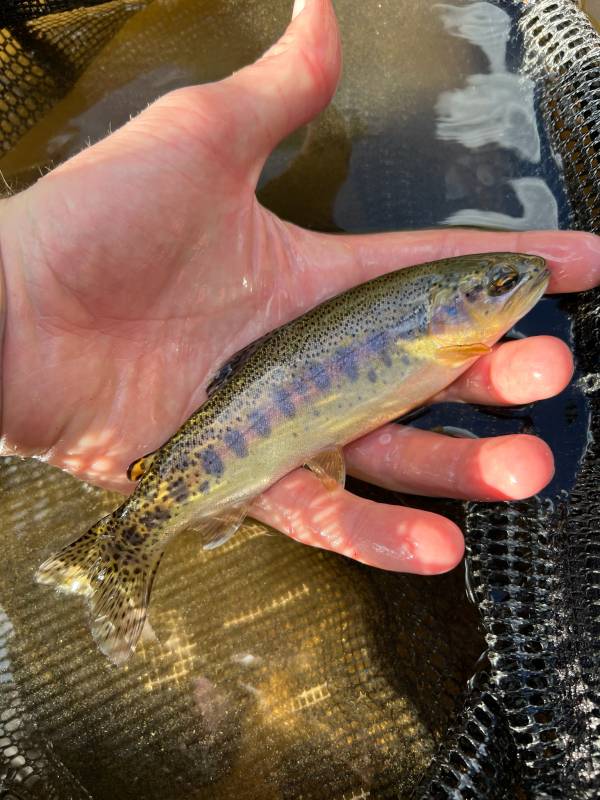 Golden trout in California