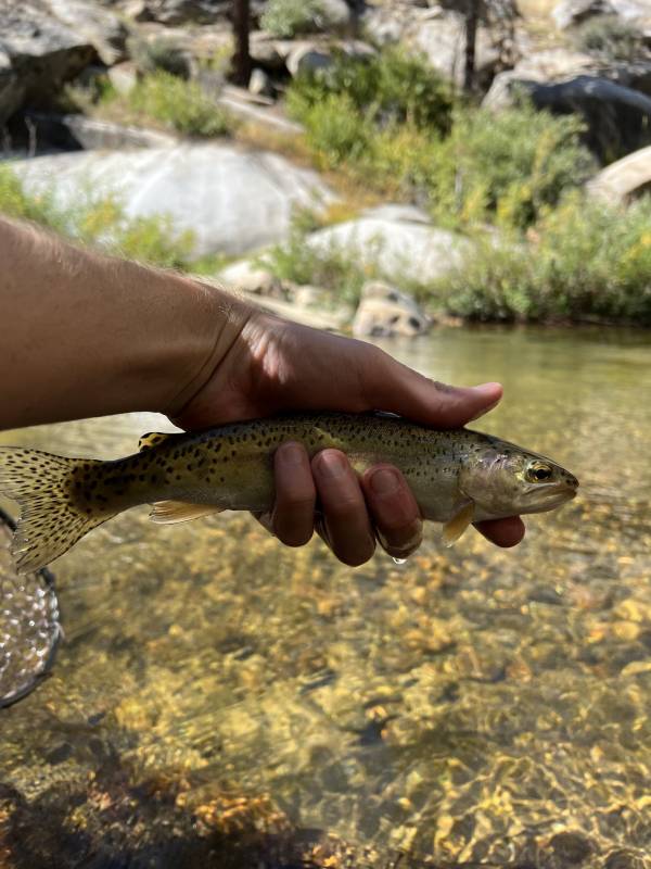 Golden trout in California
