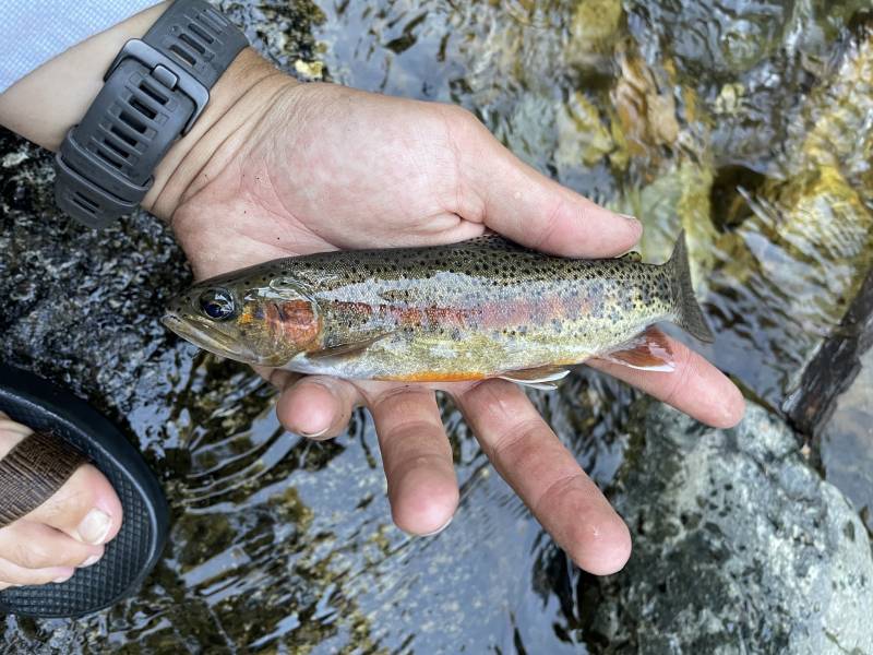 Golden trout in Porterville