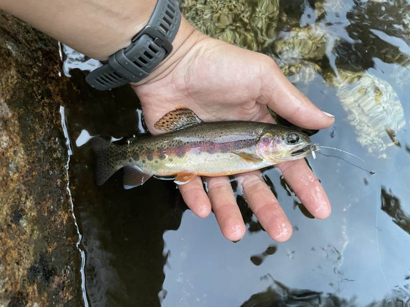 Golden trout in Ivanhoe