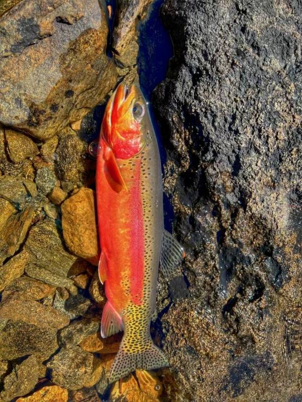 Golden trout in California